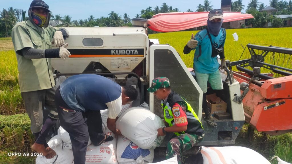 Babinsa Bantu Petani Panen Padi Dengan Gunakan Mesin