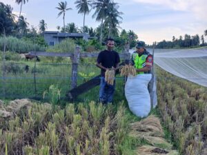 Babinsa Koramil 16/Peudawa Bantu Petani Mengumpulkan Padi di Desa Paya Bili Dua