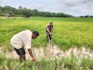 Sertu Asrian Toni Babinsa Koramil 15/Perlak Barat Laksanakan Pendampingan Penyemprotan Rumput pada Tanaman Padi