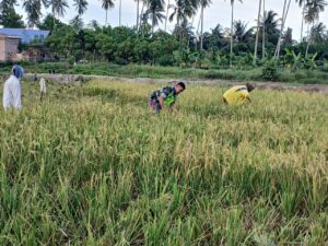 Serda Jumadika bersama Petani Desa Paya Dua Wujudkan Ketahanan Pangan