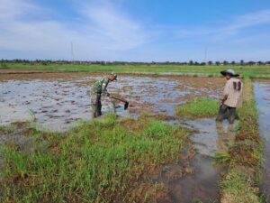 Sertu Muhammad Babinsa Koramil 15/Peureulak Barat Bersama Petani Siapkan Areal Penyemaian Padi