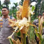 Kapolres Aceh Timur AKBP Irwan Kurniadi, S.I.K melakukan pengecekan lokasi panen raya jagung di Desa Seumanah Jaya