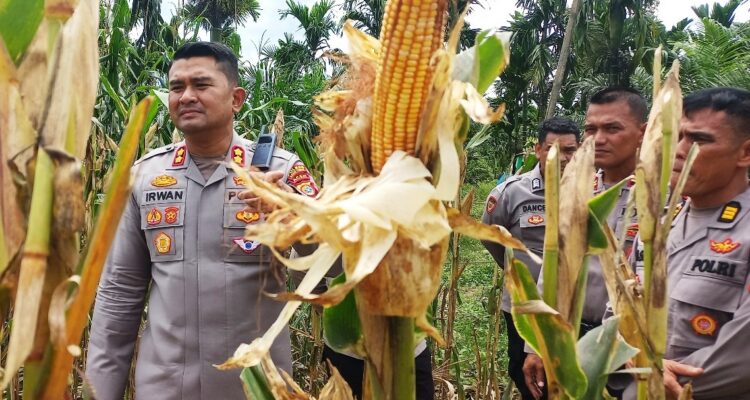 Kapolres Aceh Timur AKBP Irwan Kurniadi, S.I.K melakukan pengecekan lokasi panen raya jagung di Desa Seumanah Jaya