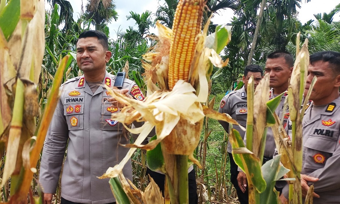 Kapolres Aceh Timur AKBP Irwan Kurniadi, S.I.K melakukan pengecekan lokasi panen raya jagung di Desa Seumanah Jaya